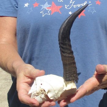 Mountain Reedbuck Skull Plate with 8" Horns - $20