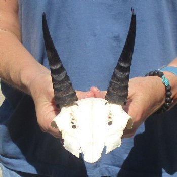 Mountain Reedbuck Skull Plate with 5" Horns - $20