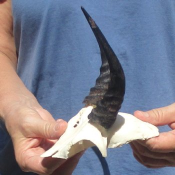 Mountain Reedbuck Skull Plate with 5" Horns - $20