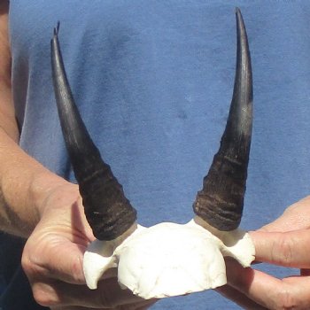 Mountain Reedbuck Skull Plate with 5" Horns - $20