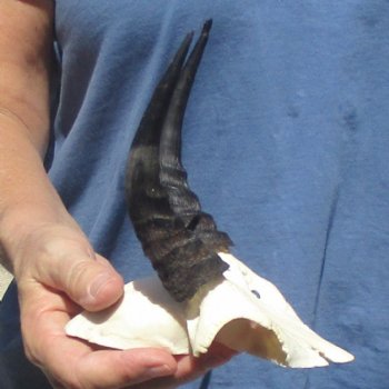 Mountain Reedbuck Skull Plate with 5" Horns - $20