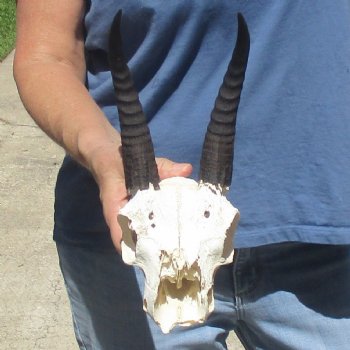 6" Mountain Reedbuck Craft Skull with 7" Horns - $29