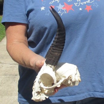 6" Mountain Reedbuck Craft Skull with 7" Horns - $29