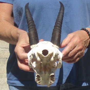 6" Mountain Reedbuck Craft Skull with 7" Horns - $29