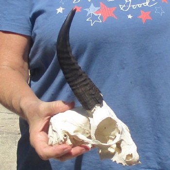6" Mountain Reedbuck Craft Skull with 7" Horns - $29