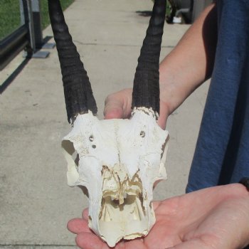 6" Mountain Reedbuck Craft Skull with 7" Horns - $29
