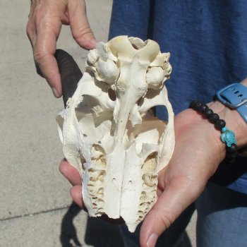 6" Mountain Reedbuck Craft Skull with 7" Horns - $29