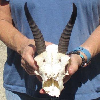 6" Mountain Reedbuck Craft Skull with 6" Horns - $29
