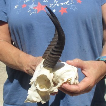 6" Mountain Reedbuck Craft Skull with 6" Horns - $29