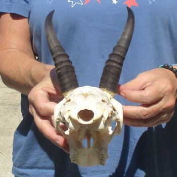 6" Mountain Reedbuck Craft Skull with 6" Horns - $29