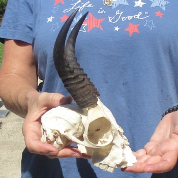 6" Mountain Reedbuck Craft Skull with 6" Horns - $29