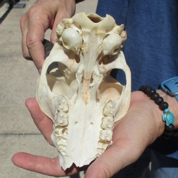 6" Mountain Reedbuck Craft Skull with 6" Horns - $29
