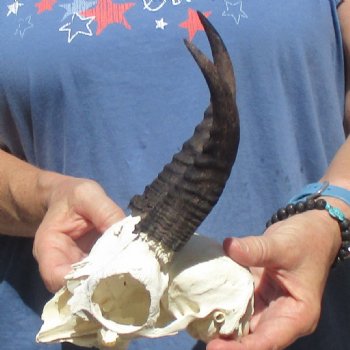 6" Mountain Reedbuck Craft Skull with 6" Horns - $29