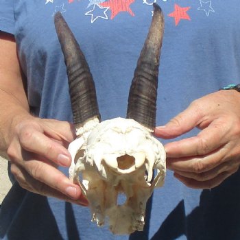6" Mountain Reedbuck Craft Skull with 6" Horns - $29