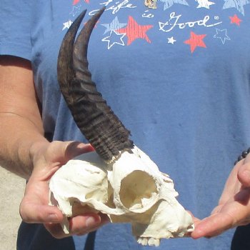 6" Mountain Reedbuck Craft Skull with 6" Horns - $29