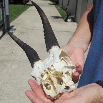 6" Mountain Reedbuck Craft Skull with 6" Horns - $29
