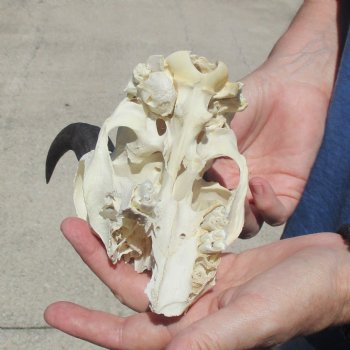 6" Mountain Reedbuck Craft Skull with 6" Horns - $29