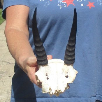 Mountain Reedbuck Skull Plate with 6" Horns - $20