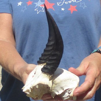 Mountain Reedbuck Skull Plate with 6" Horns - $20