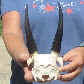 Mountain Reedbuck Skull Plate with 6" Horns - $20