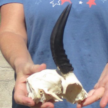 Mountain Reedbuck Skull Plate with 6" Horns - $20