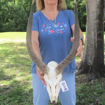 B-Grade 23 inch African Nyala Horns and 11" Skull for sale $145