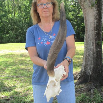 B-Grade 23 inch African Nyala Horns and 11" Skull for sale $145
