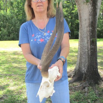 B-Grade 23 inch African Nyala Horns and 11" Skull for sale $145