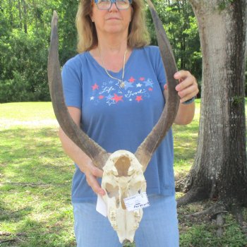 B-Grade 23 inch African Nyala Horns and 11" Skull for sale $145
