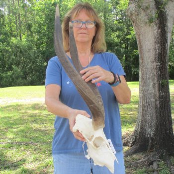 B-Grade 23 inch African Nyala Horns and 11" Skull for sale $145