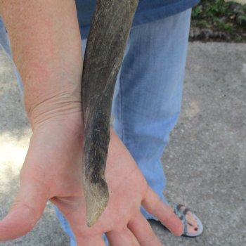 B-Grade 23 inch African Nyala Horns and 11" Skull for sale $145