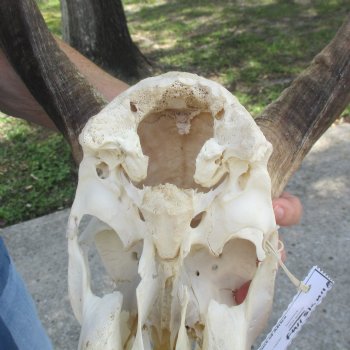 B-Grade 23 inch African Nyala Horns and 11" Skull for sale $145