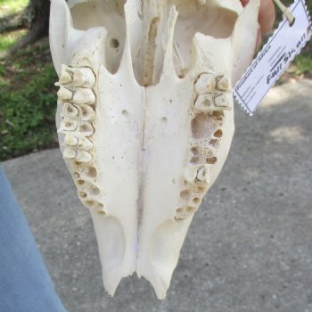 B-Grade 23 inch African Nyala Horns and 11" Skull for sale $145