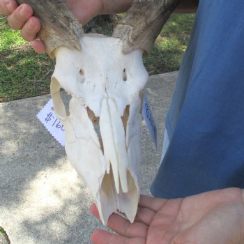B-Grade 23 inch African Nyala Horns and 11" Skull for sale $145