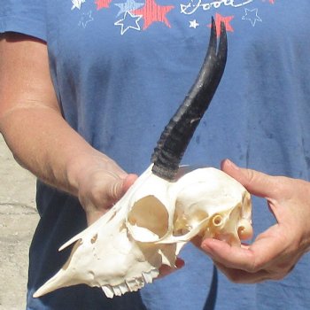 B-Grade 5 1/2" Horns on Female Springbok Skull - $32