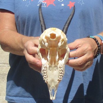 B-Grade 5 1/2" Horns on Female Springbok Skull - $32
