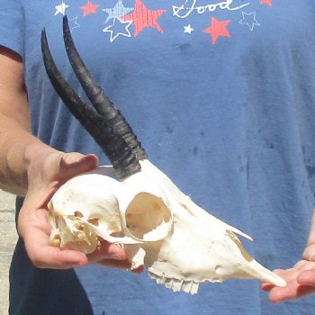 B-Grade 5 1/2" Horns on Female Springbok Skull - $32