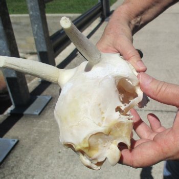 B-Grade 5 1/2" Horns on Female Springbok Skull - $32