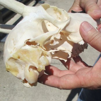 B-Grade 5 1/2" Horns on Female Springbok Skull - $32