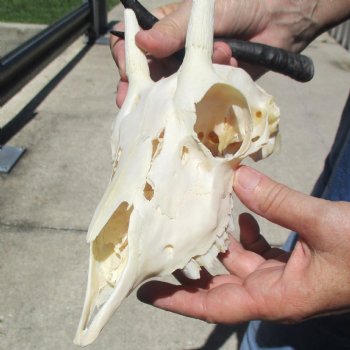 B-Grade 5 1/2" Horns on Female Springbok Skull - $32