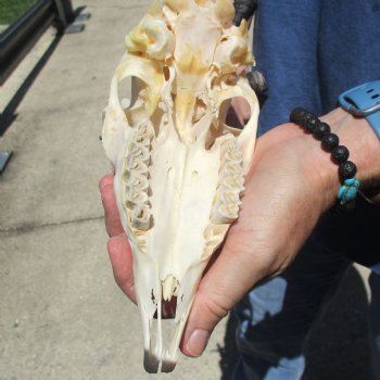 B-Grade 5 1/2" Horns on Female Springbok Skull - $32