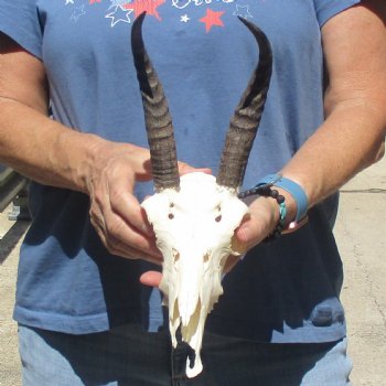 C-Grade 8" Mountain Reedbuck Skull with 7 1/2" Horns - $39