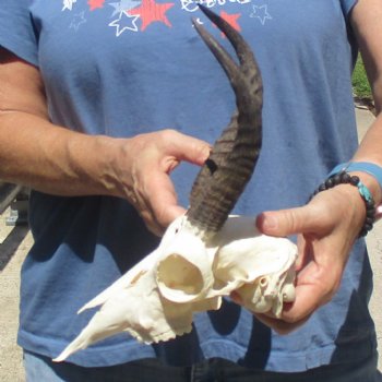 C-Grade 8" Mountain Reedbuck Skull with 7 1/2" Horns - $39