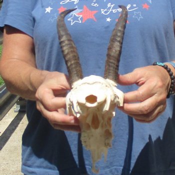 C-Grade 8" Mountain Reedbuck Skull with 7 1/2" Horns - $39