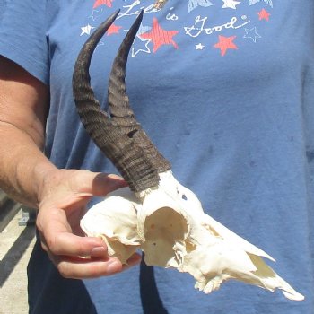 C-Grade 8" Mountain Reedbuck Skull with 7 1/2" Horns - $39
