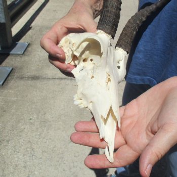 C-Grade 8" Mountain Reedbuck Skull with 7 1/2" Horns - $39
