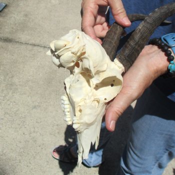 C-Grade 8" Mountain Reedbuck Skull with 7 1/2" Horns - $39