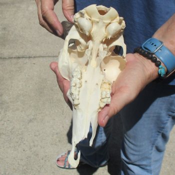 C-Grade 8" Mountain Reedbuck Skull with 7 1/2" Horns - $39