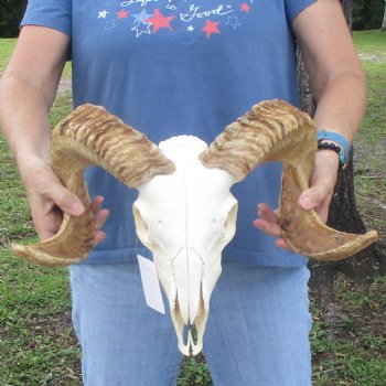 African Merino Ram/Sheep Skull with 22 inch Horns, available for purchase - $155