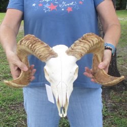 African Merino Ram/Sheep Skull with 22 inch Horns, available for purchase - $155